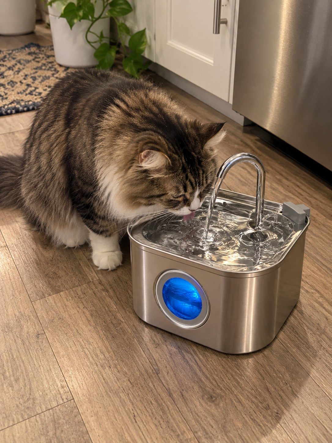 The same cat drinking from the FlowPaw™ stainless fountain with the blue water window