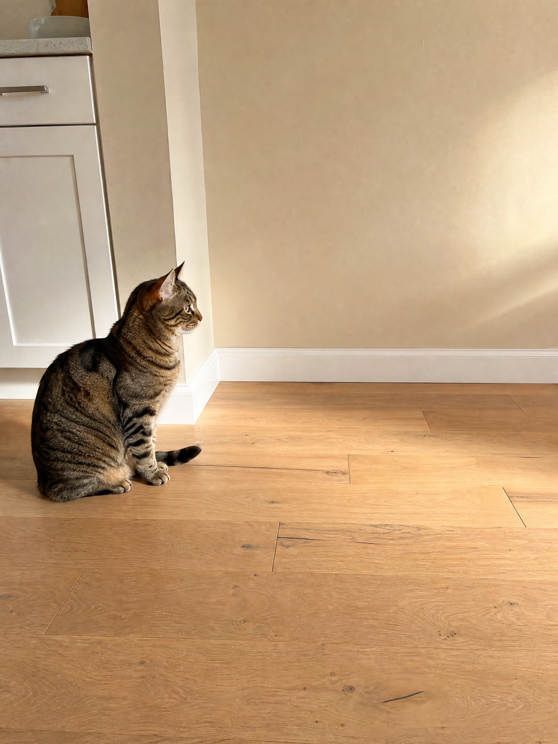 Cat waiting in an empty kitchen corner with no feeder
